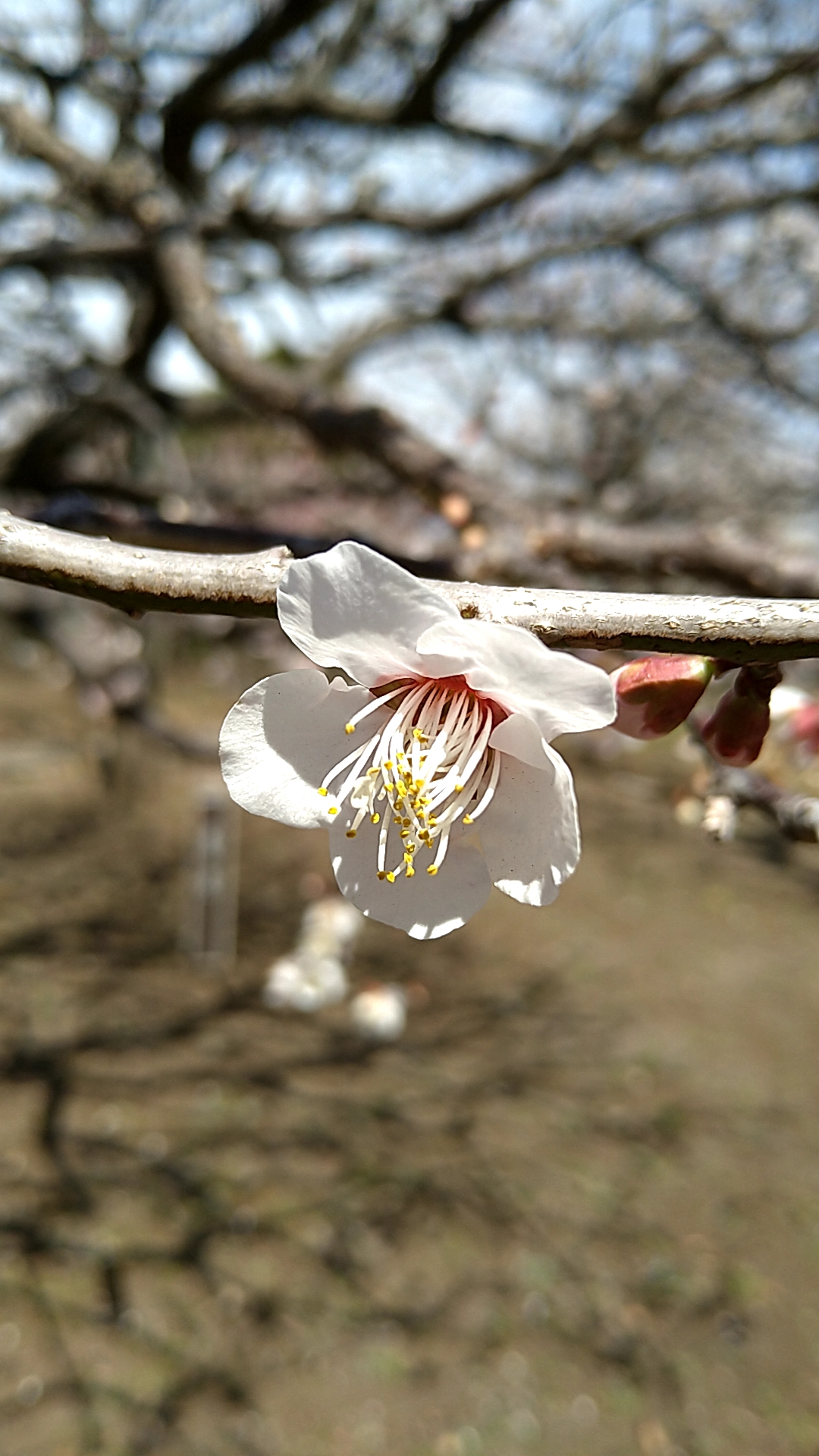 養老