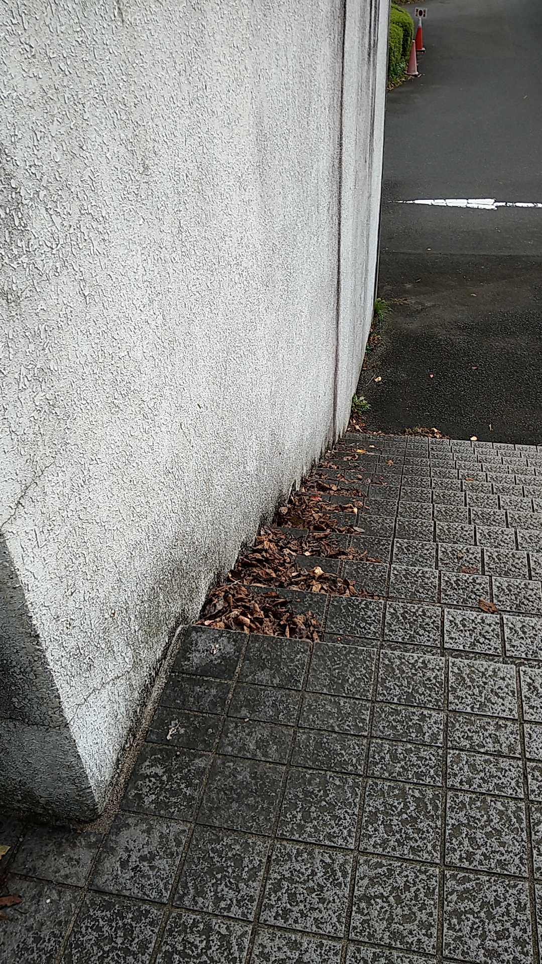 階段の落ち葉