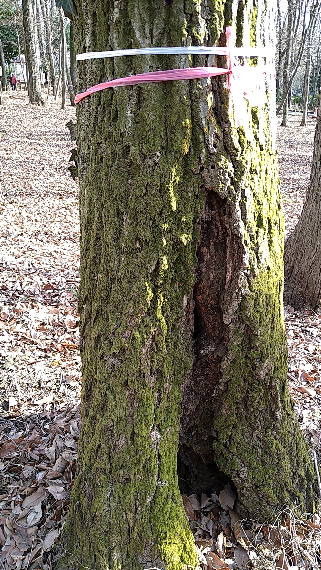 苔に覆われた木
