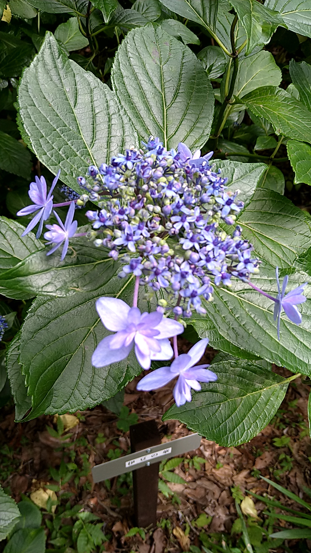 伊豆の華