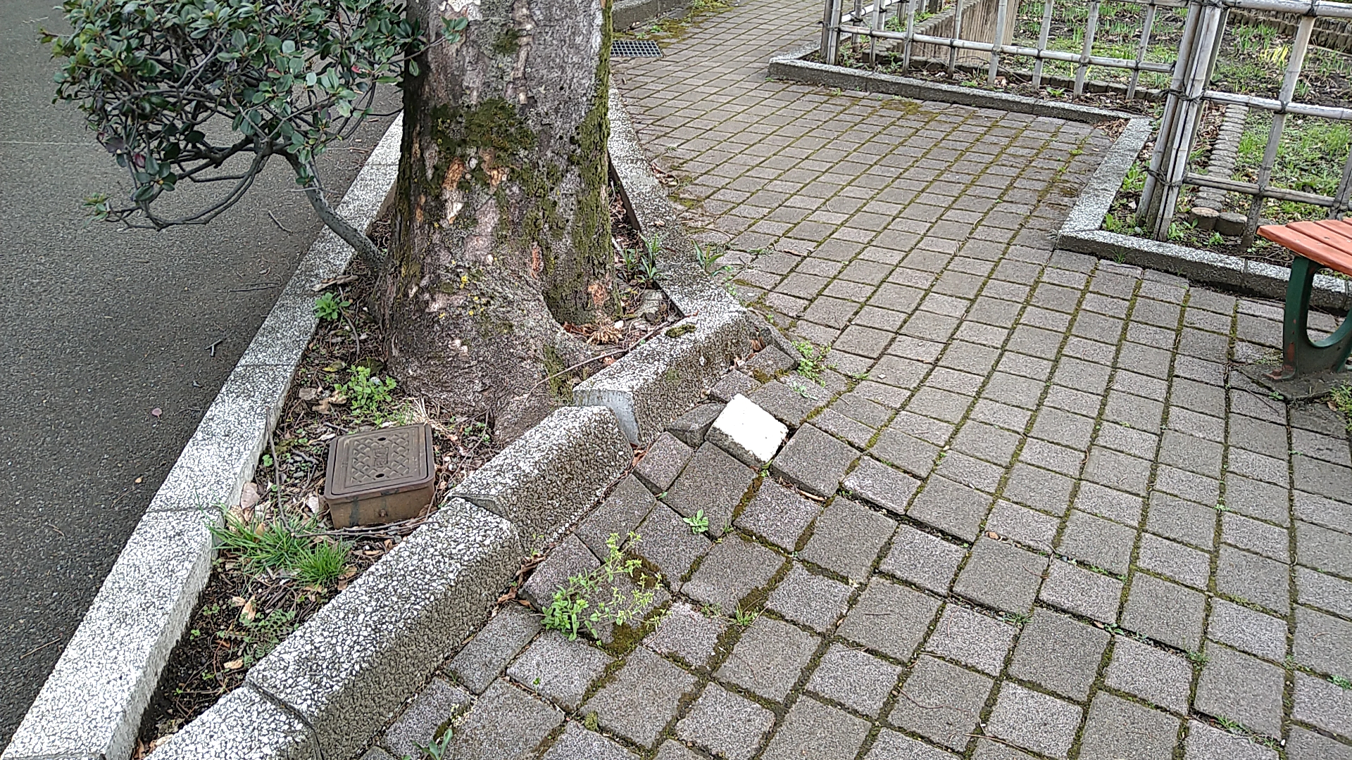 木の根