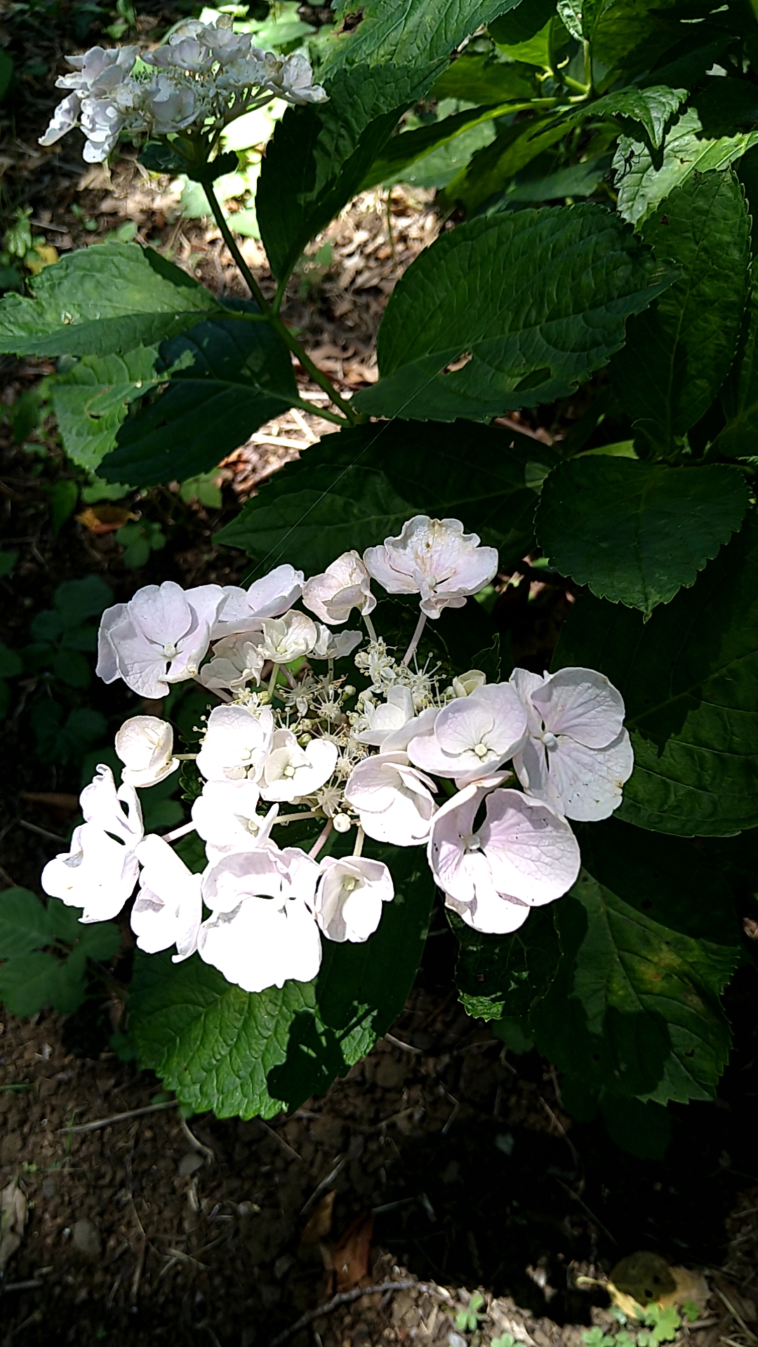 カメレオンポペラ