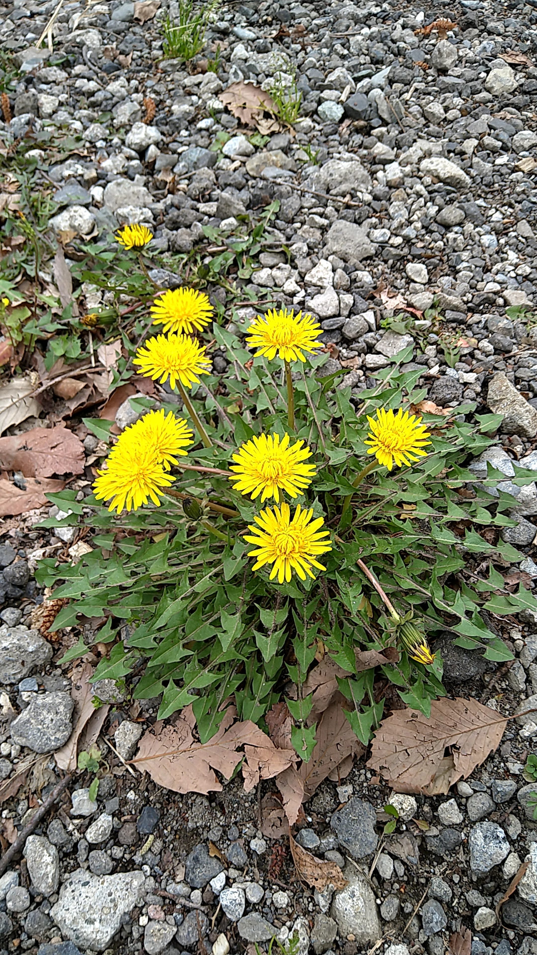 アカミタンポポ