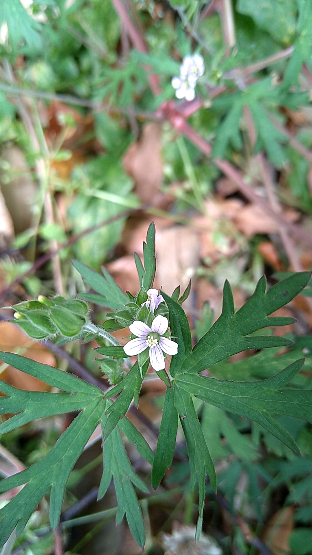 アメリカフウロ