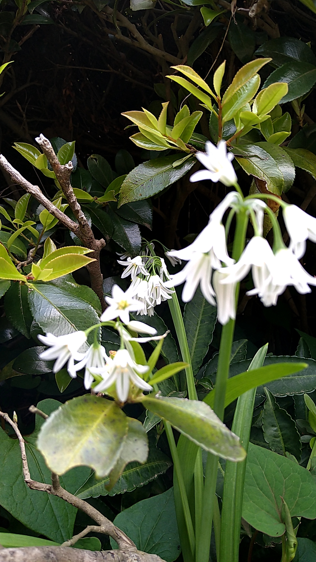 アリウム・トリケトラム