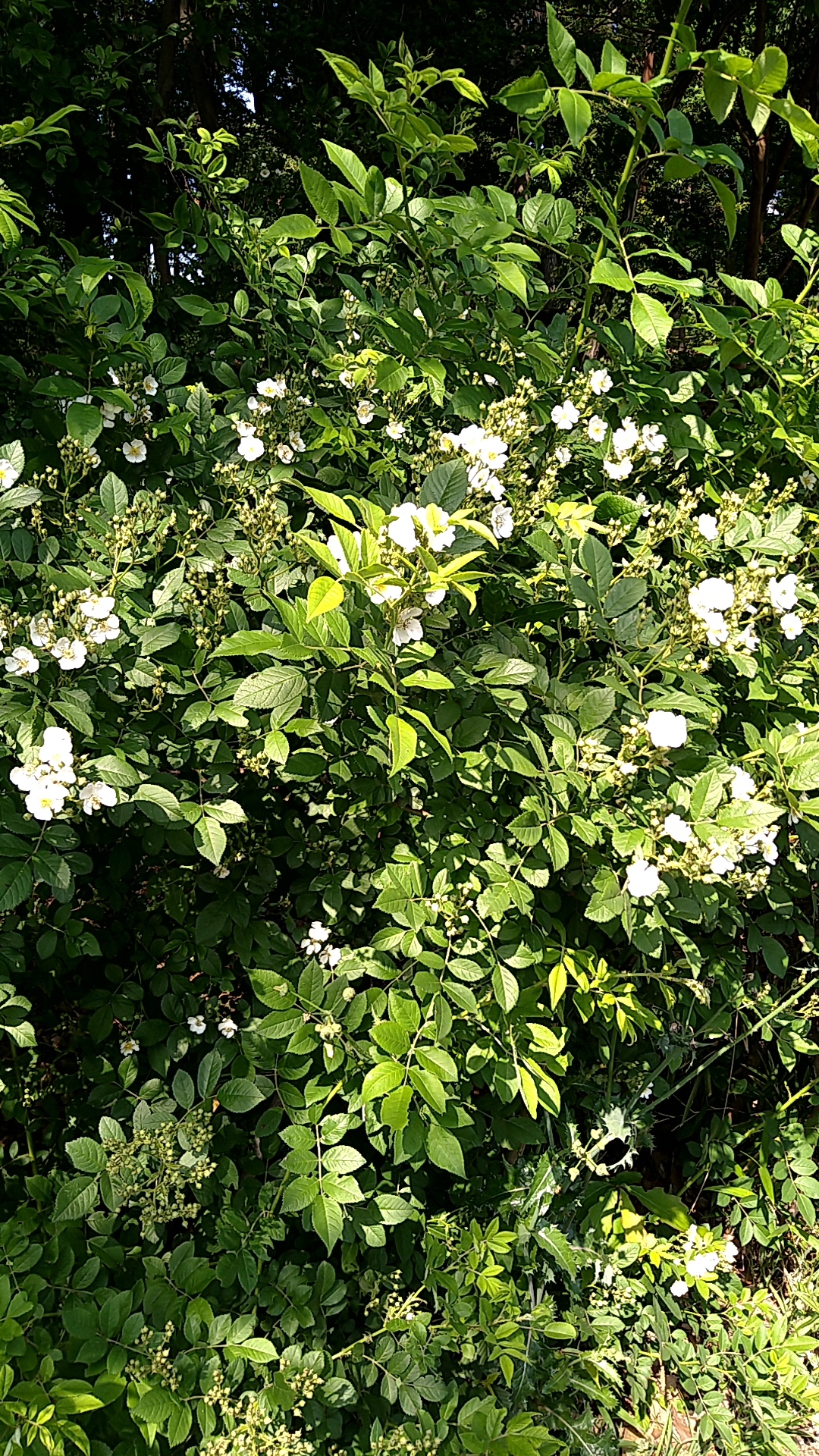 野薔薇